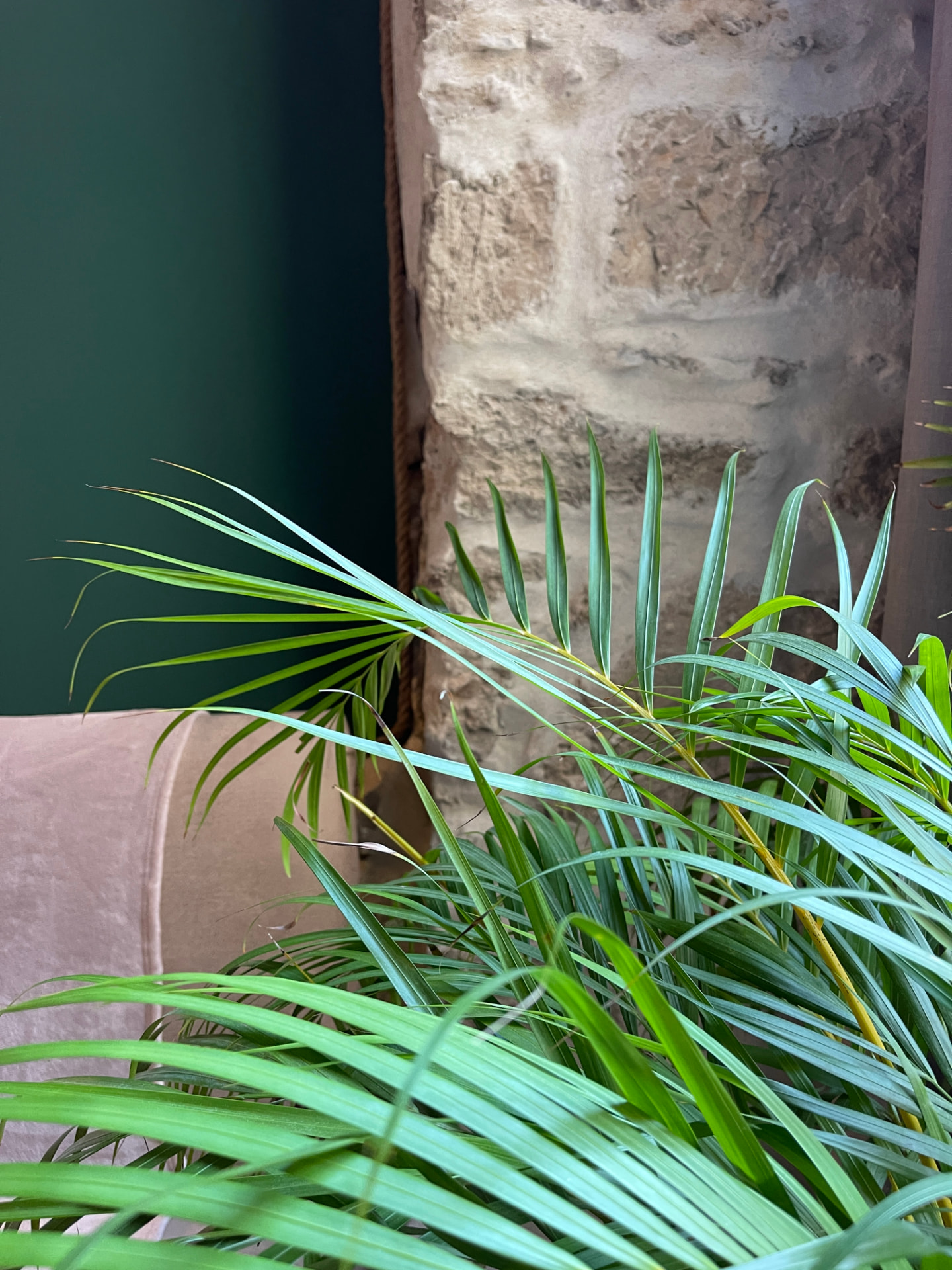 Plants and exposed stone in the studio